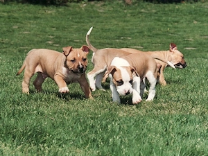 American Staffordshire Terrier Welpen Bild 4