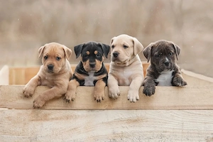 American Staffordshire Terrier Welpen Bild 2