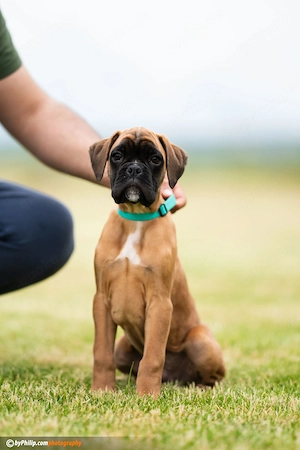 Deutsche Boxerwelpen mit Stammbaum
