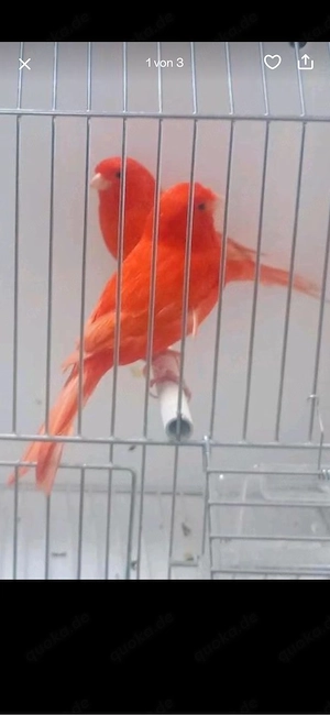 kanarienvögel 