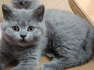 BKH Katzenbaby