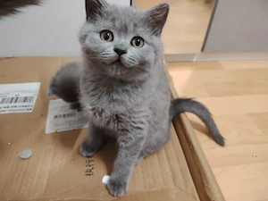 BKH Katzenbaby