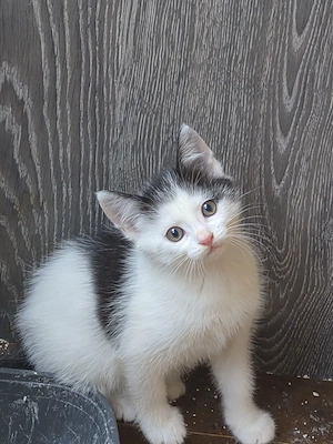 Kitten sucht ein neues Zuhause 