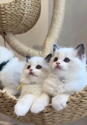 Ragdoll Katzen  Bild 3