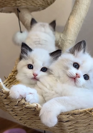 Ragdoll Katzen 