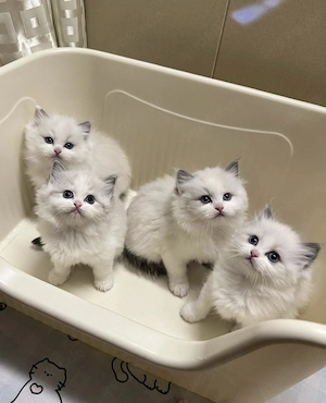 Ragdoll Katzen 