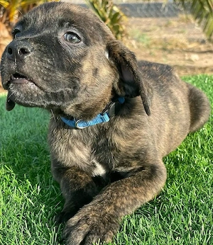 cane corso Bild 4