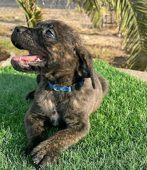 cane corso Bild 3
