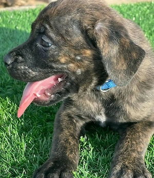 cane corso Bild 2