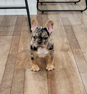 Süße kleine französische Bulldoggen Welpen für neue Häuser verfügbar. Bild 2
