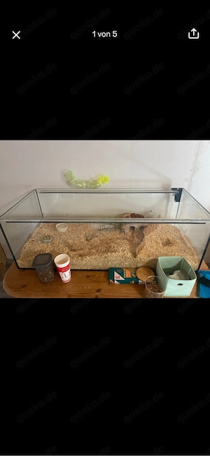 terrarium 