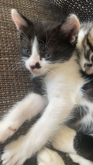 kitten sucht ein neues zuhause 