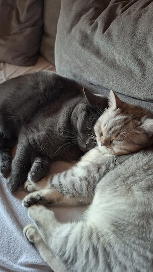 2 Kater abzugeben 