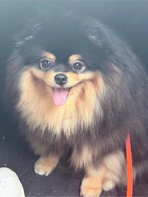 Suche Pomeranian rüde adult