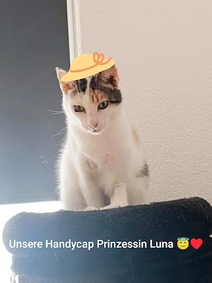 Prinz Balou und Prinzessin Luna wünschen sich ein neues Zuhause 