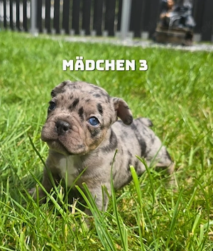 Französische bulldogge welpen 