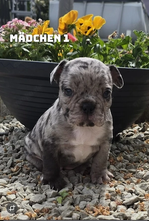 Französische bulldogge welpen 