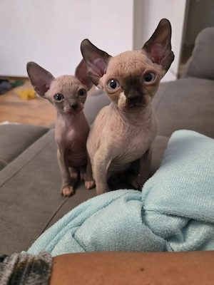 Wunderschöne Sphynx Kater