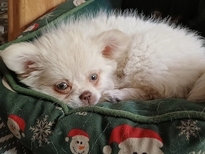 Zuckersüße Pomchi Hündin mit blauen Augen, Welpe
