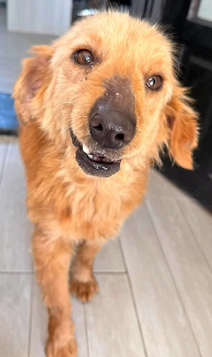 Lassie sucht ihr Zuhause