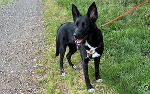 Glücksbringerin Onyx