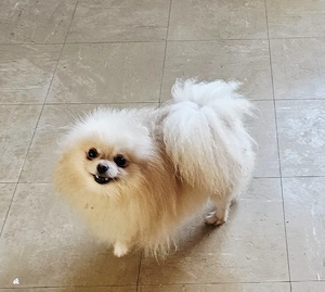 Ein Pomeranian-Mädchen 