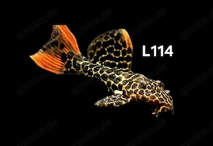 L114 Leopard Kaktuswels Pseudacanthicus cf leopardus