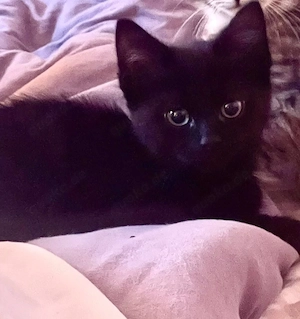 Bkh Mix Kitten 13 Wochen