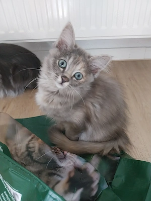 Heilige Birma- Perser Mischling Kätzin