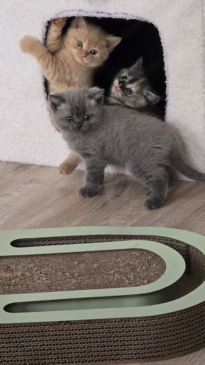 Bkh Kitten