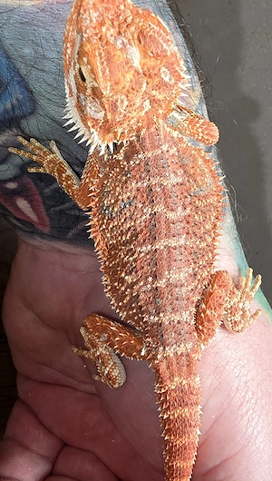 Viertel Red Monster Genetik Stripe het hypo het trans Männchen 