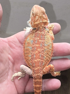  Hypo viertel red monster Genetik stripe blue het trans Männchen