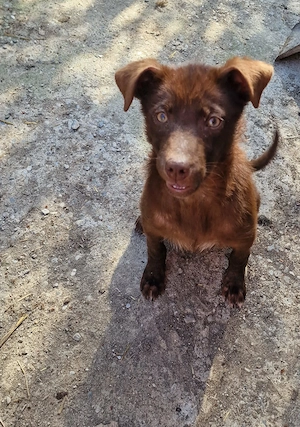 Blue, Hundemädchen sucht ihr Zuhause