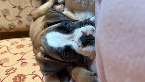 Boxer Welpe zu liebe Familie verkaufen 