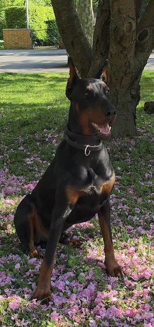 Dobermann-Rüde, 11 Monate