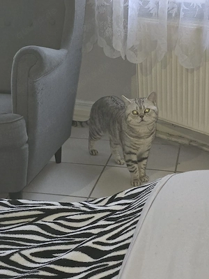 Brutisch Kurz Haar Kater
