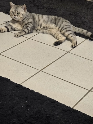 Brutisch Kurz Haar Kater Bild 2