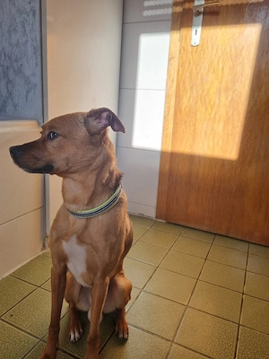 jackrussel Mix (Nur in guten händen )!!! Bild 2