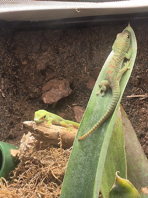 Phelsuma grandis (Großer Madagaskar-Taggecko)   Jungtiere demnächst abzugeben