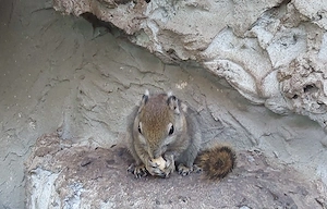 chinesische baumstreifenhörnchen 
