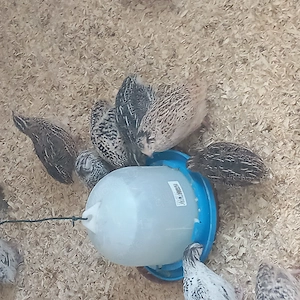 Junge Legewachtelhennen