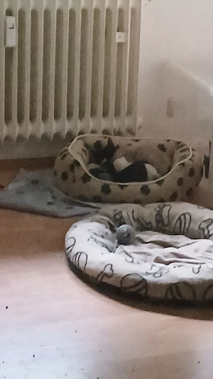 Ragdollkitten zu verkaufen 