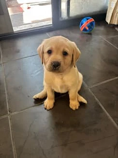Süßer Labrador Retriever Welpe   Sucht ein liebevolles Zuhause     