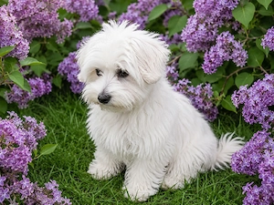 Wunderschöne Maltipoo-Malteser Welpen suchen ein liebevolles neues Zuhause.