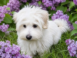 Wunderschöne Maltipoo-Malteser Welpen suchen ein liebevolles neues Zuhause.