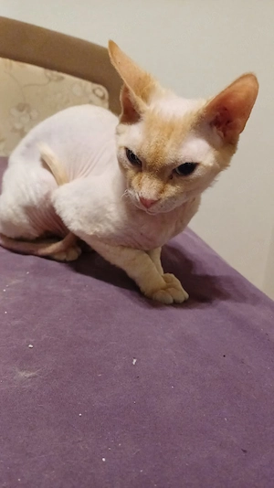 Don Sphynx Kater sucht neues Zuhause 