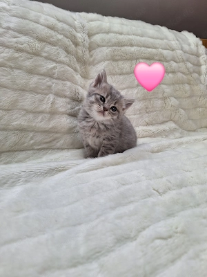  Wunderschöne BKH-Perser Mix Kitten abzugeben