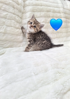  Wunderschöne BKH-Perser Mix Kitten abzugeben