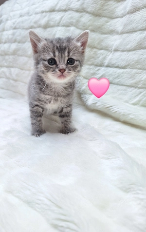  Wunderschöne BKH-Perser Mix Kitten abzugeben