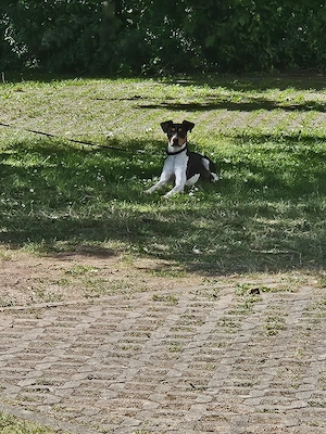 Jack Russell Terrier Mix Balu